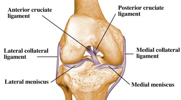 Guide, Physical Therapy Guide to Posterior Cruciate Ligament Injury